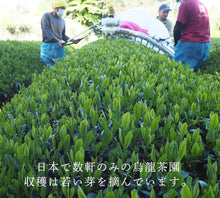 画像をギャラリービューアに読み込む, Drip Tea 烏龍茶  一煎パック 5個入り