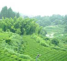 画像をギャラリービューアに読み込む, Drip Tea 釜炒り緑茶 【7個入りデイリーパック】