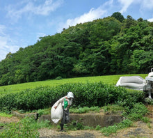 画像をギャラリービューアに読み込む, Drip Tea 紅茶【7個入りデイリーパック】