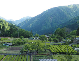 梅ヶ島のお茶|産地便り|春の静岡県 Part 2